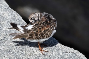 Ruddy Turnstone Visitor Center at the Chesapeake Bay Tunnel Bridge - Apr. 2014