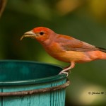 Summer Tanager (captive) North Carolina Zoological Park - Apr. 2014