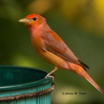 Summer Tanager (captive) North Carolina Zoological Park - Apr. 2014