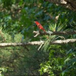 Summer Tanager Pee Dee NWR - June 2014