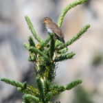 Swainson's Thrush Grand Teton NP June 2015