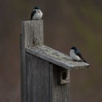 Tree Swallow Bombay Hook NWR - Apr. 2014