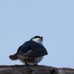 Tree Swallow Bombay Hook NWR - Apr. 2014 Boardwalk Trail