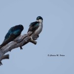 Tree Swallow Bombay Hook NWR - Apr. 2014 Boardwalk Trail