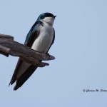 Tree Swallow Bombay Hook NWR - Apr. 2014 Boardwalk Trail