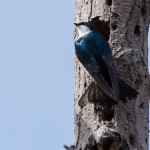 Tree Swallow Bombay Hook NWR - Apr. 2014 Boardwalk Trail