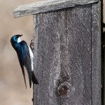 Tree Swallow Pickering Creek Aud. Center - Apr. 2014 Wetland Overlook Loop Trail