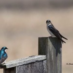 Tree Swallow Pickering Creek Audubon Center - Apr. 2014 Wetland Overlook Loop Trail