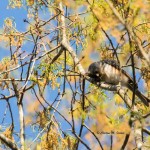 Tufted Titmouse Mocksville, NC - Apr. 2014