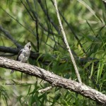 Tufted Titmouse Pee Dee NWR - Jun. 2014