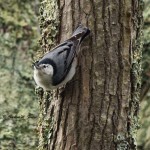 White-breasted Nuthatch Mocksville, NC - May 2014