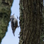 White-breasted Nuthatch Mocksville, NC - May 2014