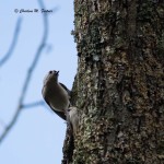 White-breasted Nuthatch Mocksville, NC - May 2014