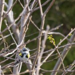 Yellow-rumped Warbler Blackwater NWR