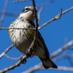 Yellow-rumped Warbler Burton's Island, DE Dec. 2014