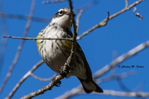 Yellow-rumped Warbler Burton's Island, DE Dec. 2014