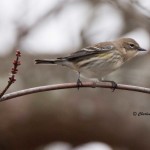 Yellow-rumped Warbler Cape Henlopen SP, DE Dec. 2014