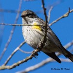 Yellow-rumped Warbler Burton's Island, DE Dec. 2014