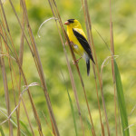 American Goldfinch Bombay Hook NWR July 2014