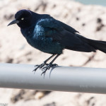 Boat-tailed Grackle Delaware Seashore SP Apr. 2016