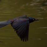 Common Grackle Sylvan Heights Bird Park The local birds have learned to fly/hop through the fences to get at the food for the captive birds. 