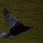 Common Grackle Sylvan Heights Bird Park The local birds have learned to fly/hop through the fences to get at the food for the captive birds. 