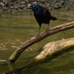 Common Grackle Sylvan Heights Bird Park The local birds have learned to fly/hop through the fences to get at the food for the captive birds. 