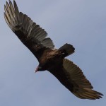 Turkey Vulture Greenwood, DE - Apr. 2014