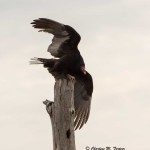 Turkey Vulture Blackwater NWR Dec. 2014