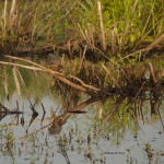 Green Heron Pee Dee NWR Jul. 2014