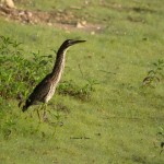 Green Heron Pee Dee NWR Jul. 2014