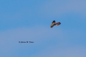 American Kestrel Assawoman Wildlife Area, Camp Barnes Rd. Click for larger photo. Dec. 2014