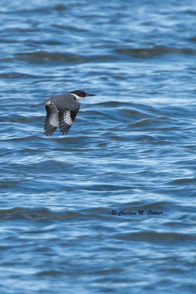 Belted Kingfisher Burton's Island, DE Dec. 2014