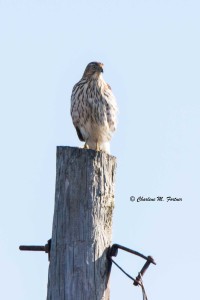 Cooper's Hawk Port Mahon, DE Dec. 2014 Click to enlarge.