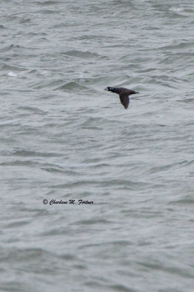 Harlequin Duck Indian River Inlet, DE Dec. 2014