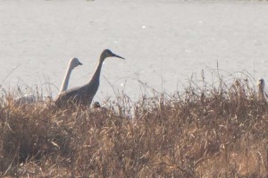 Sandhill Crane Bombay Hook NWR Dec. 2014