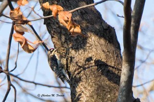 Yellow-bellied Sapsucker Dec. 2014