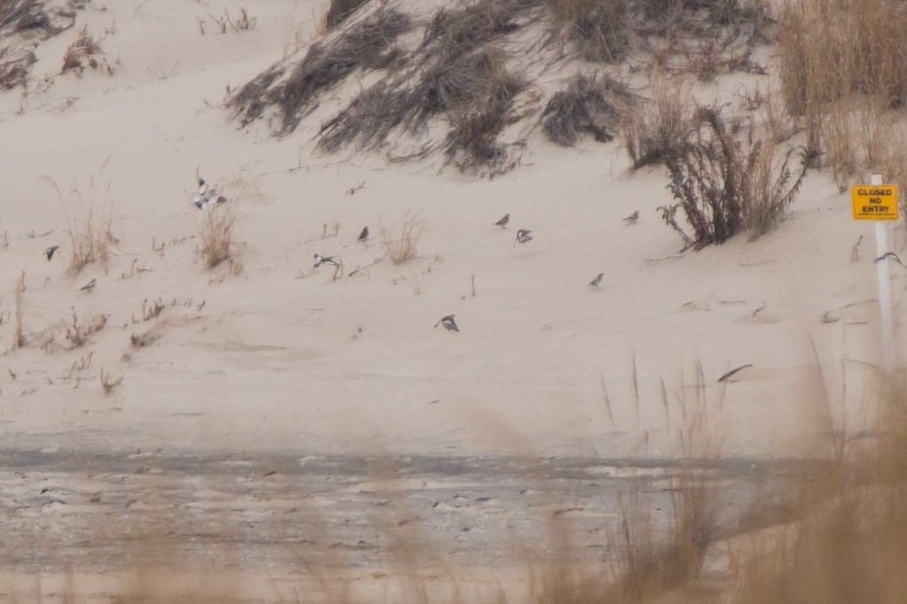 Snow Bunting Cape Henlopen SP Dec. 2014