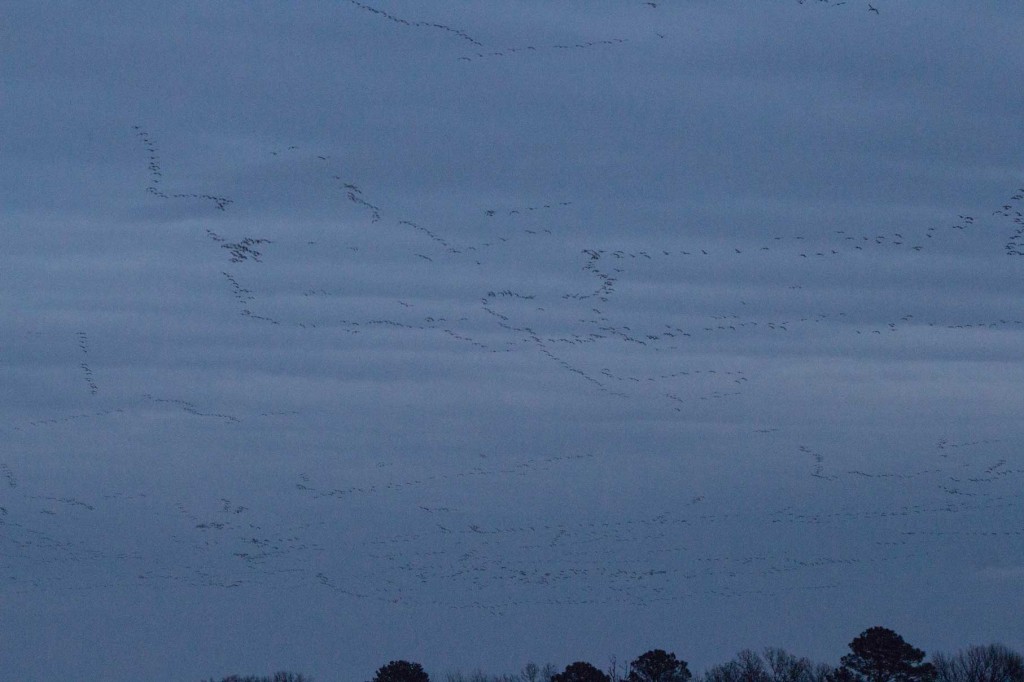 Snow Geese Prime Hook NWR Dec. 2014 I have lightened this photo a little. This is but one snapshot of the amount of geese that passed overhead.