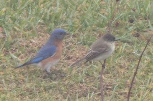 Eastern Phoebe (front) with Eastern Bluebird (back) Blackwater NWR Dec. 2014