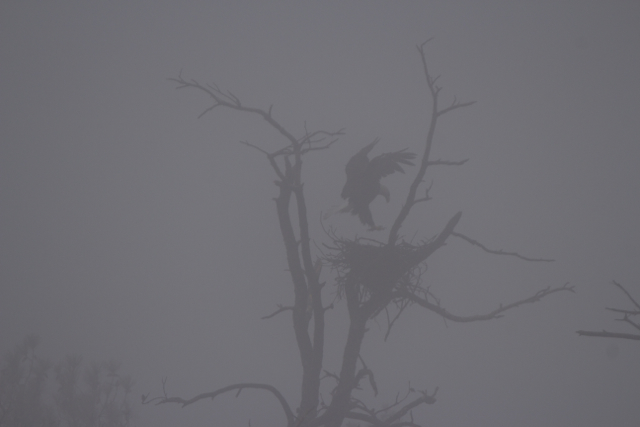 Bald Eagle in extremely foggy conditions at Blackwater NWR Dec. 2014