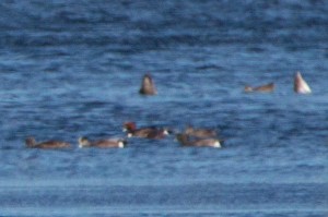 Eurasian Wigeon Assawoman Wildlife Area Dec. 2014