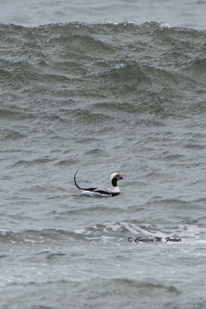 Long-tailed Duck Indian River Inlet, DE Dec. 2014