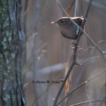 Winter Wren Prime Hook NWR - Boardwalk Trail Dec. 2014