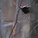 Winter Wren Prime Hook NWR - Boardwalk Trail Dec. 2014