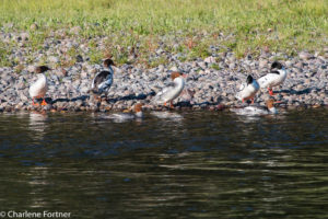 Common Merganser Grand Teton NP June 2015