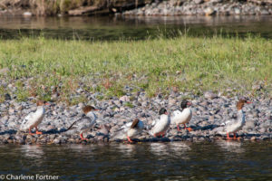 Common Merganser Grand Teton NP June 2015