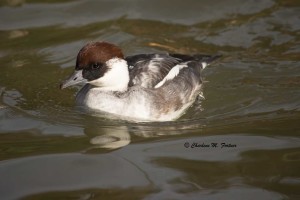 Smew (captive) Sylvan Heights Bird Park Nov. 2014