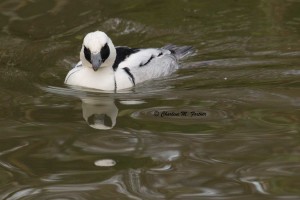 Smew (captive) Sylvan Heights Bird Park Nov. 2014