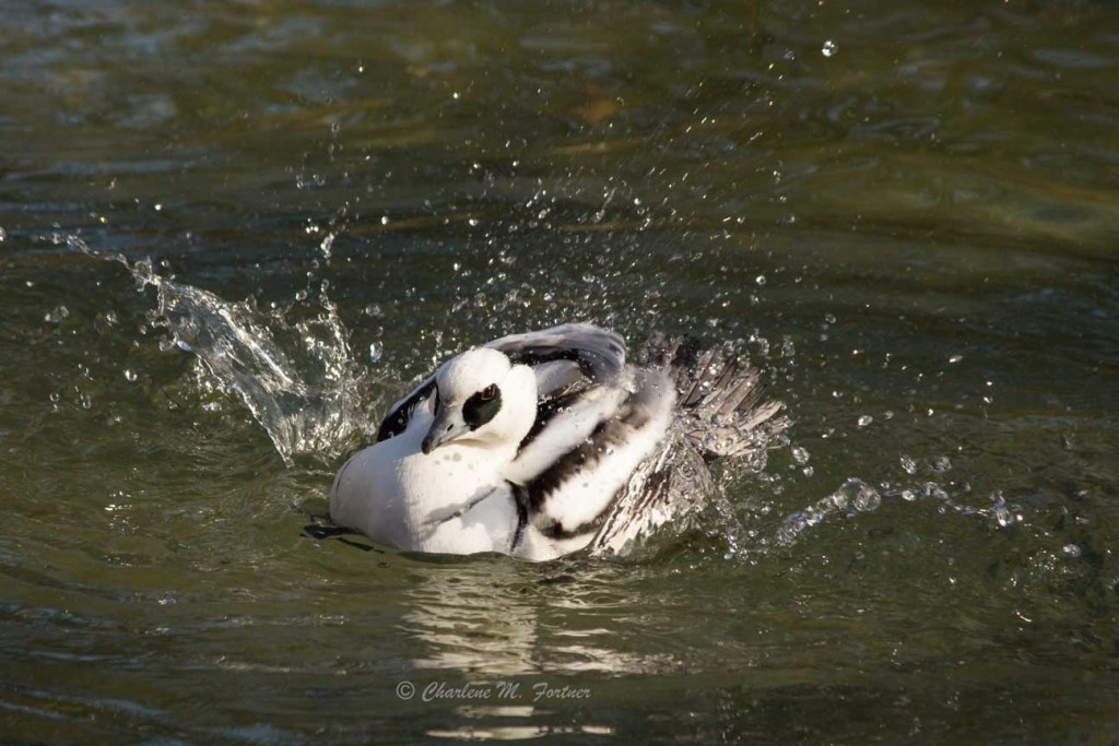 Smew (captive) Sylvan Heights Bird Park Nov. 2014